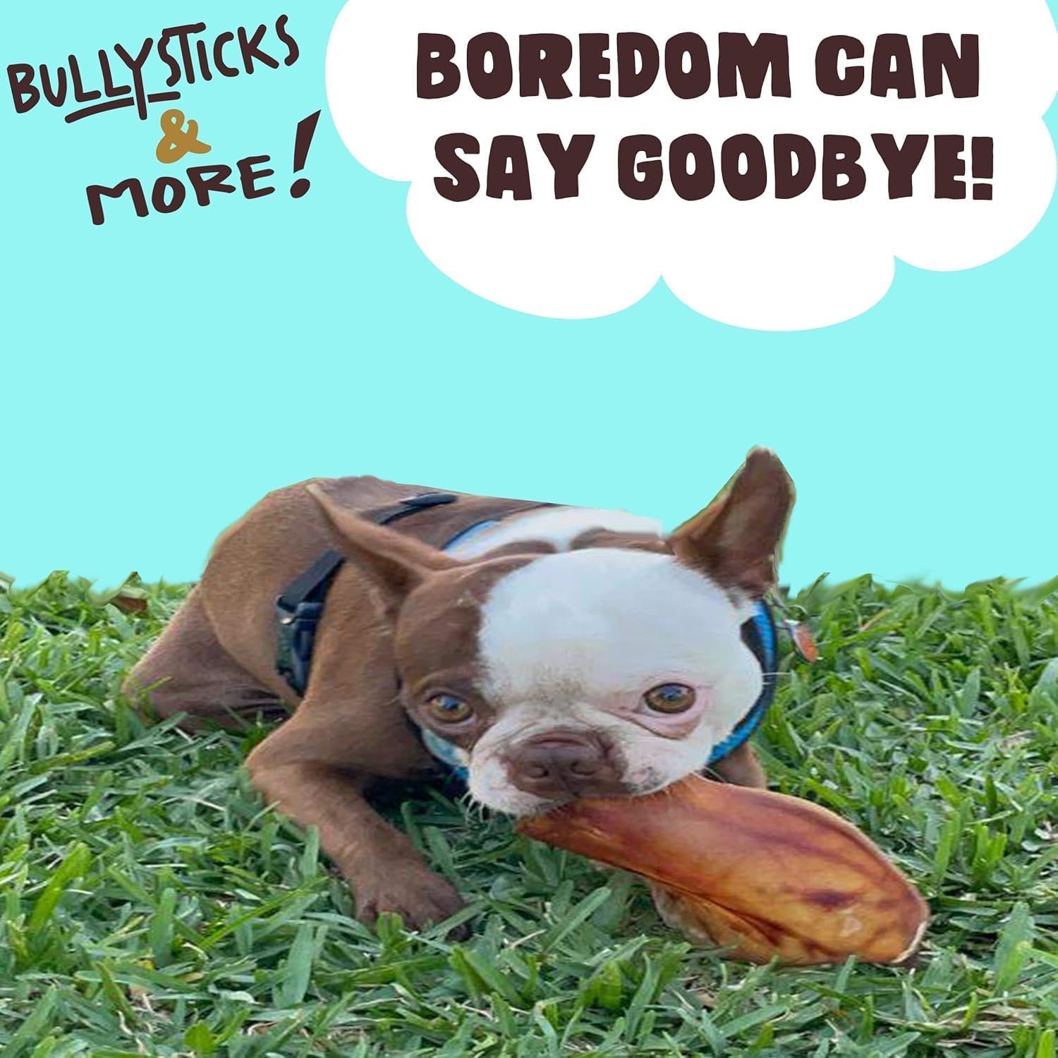BULLYSTICKS & MORE Pig Ears for Dogs - Large Whole Ears (16 Count) - Dehydrated Pork Ear Dog Chews - No Hide - Animal Ear Bones for Dogs - Long Lasting Dog Chews