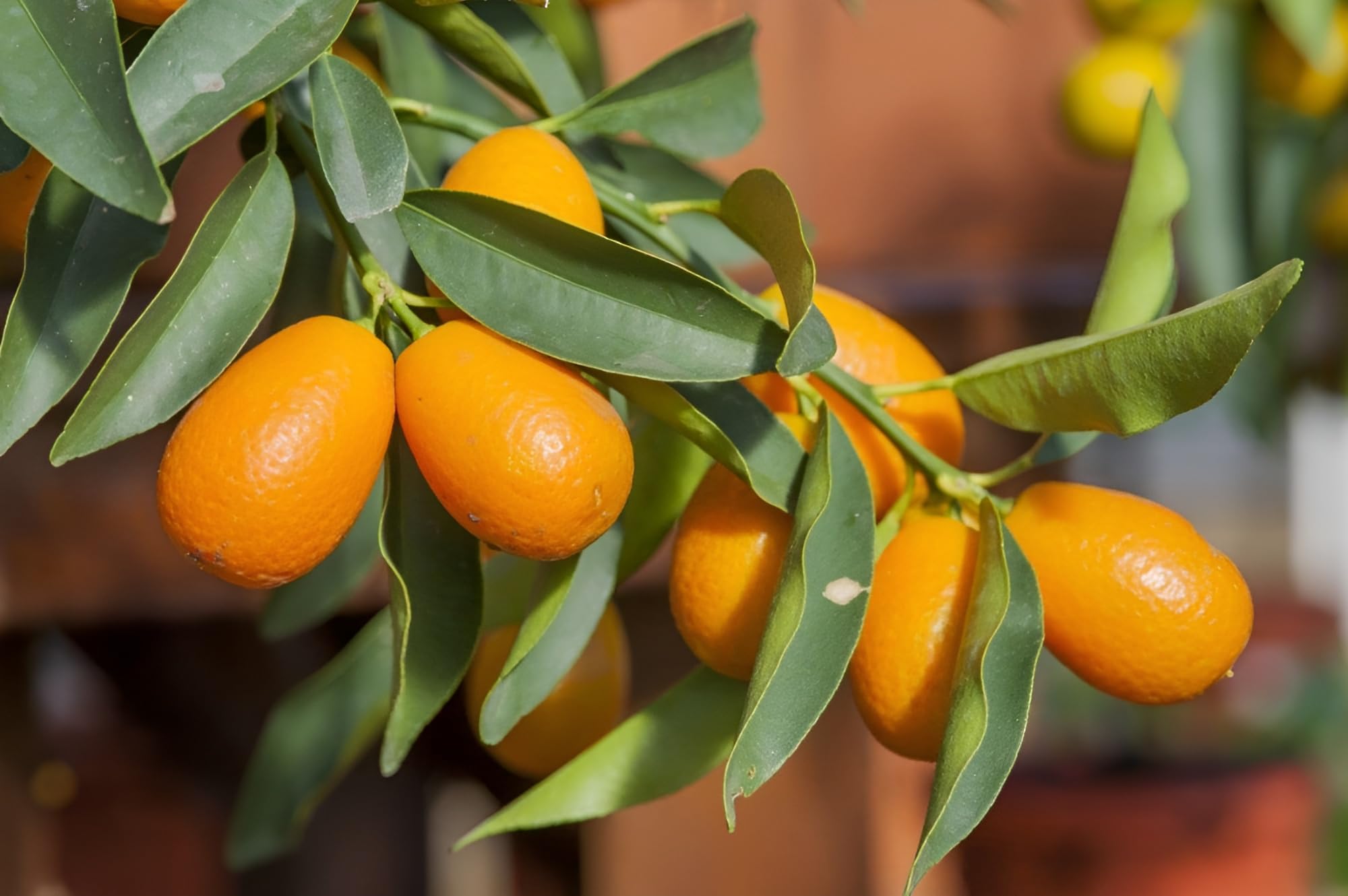 Green view All Time Kumquat Orange Grafted/Air Layering Live Plant Genuine Variety (B0CH6T2GQ4) Amazon Price History, Amazon Price Tracker