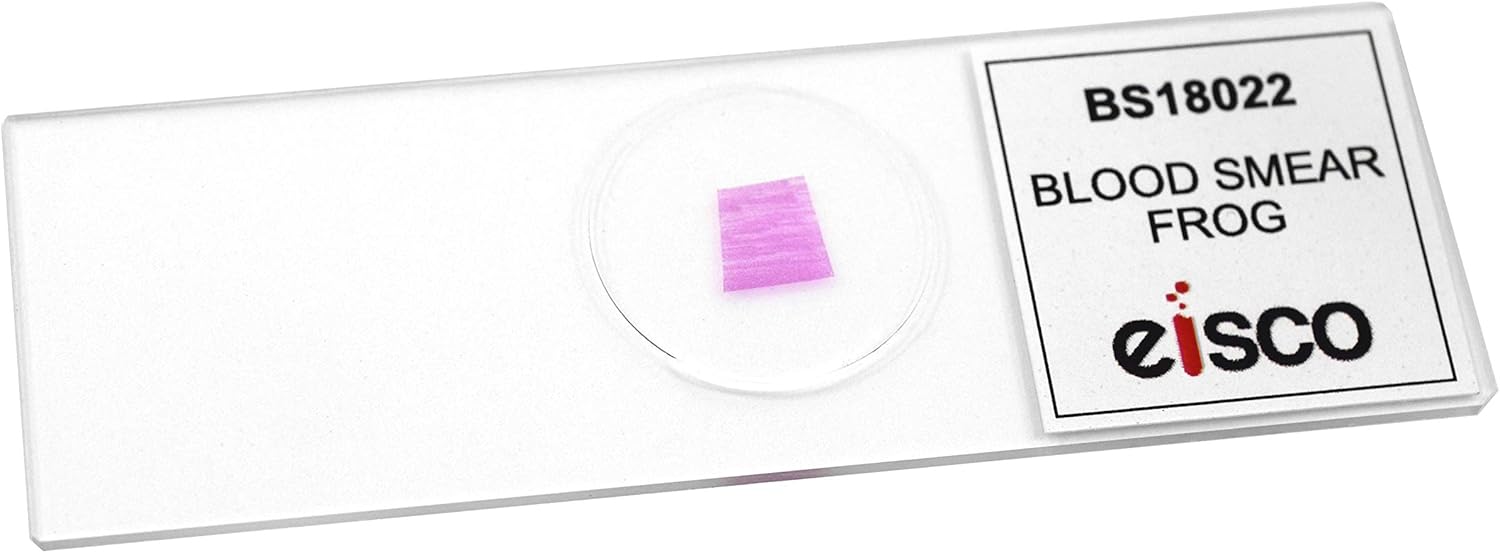 EISCO 25pk Frog Blood Smear, Prepared Microscope Slides - 75 x 25mm - Classroom Pack, 25 Slides in Storage Case - Biology & Microscopy