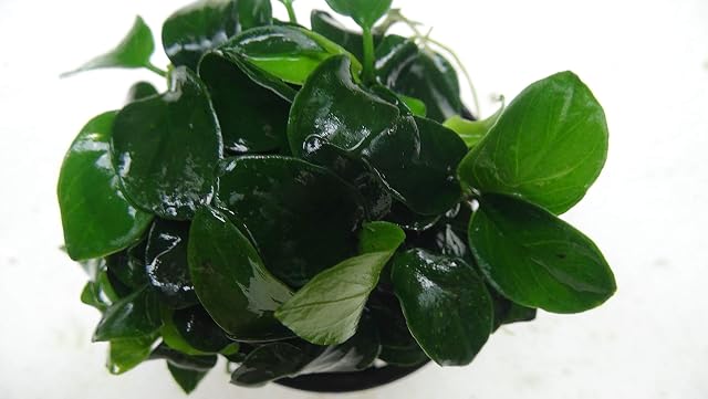 Aqua Plants ANUBIAS Nana Bonzai
