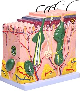 Skin Anatomy Model, Human Anatomical Skin Model, 50 Times Human Skin Magnified Tissue Structure Model, Suit for Biology Minimally Invasive Cosmetic Surgery Teaching Models
