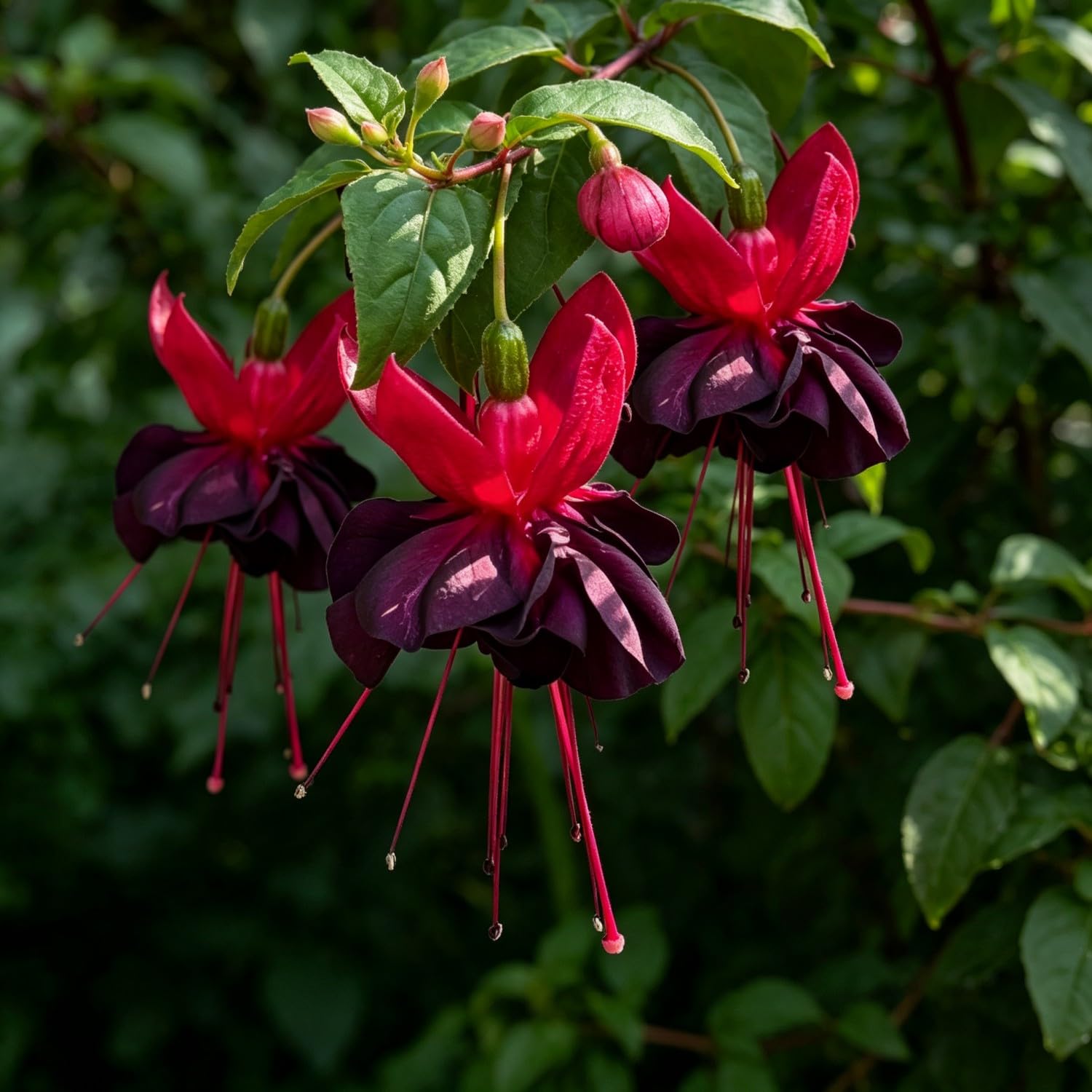 Fuchsia Seeds-Hardy Perennial， Excellent Display Indoor，Balcony，Garden
