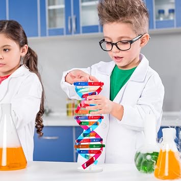 NUOBESTY DNA Model Kit Double Helix Structure Model, 13 in Assembling Biology Teaching Aid with Stand, Color-Coded Base-Pairing A-T G-C, STEM Classroom Science Fair Display for Ages 12+