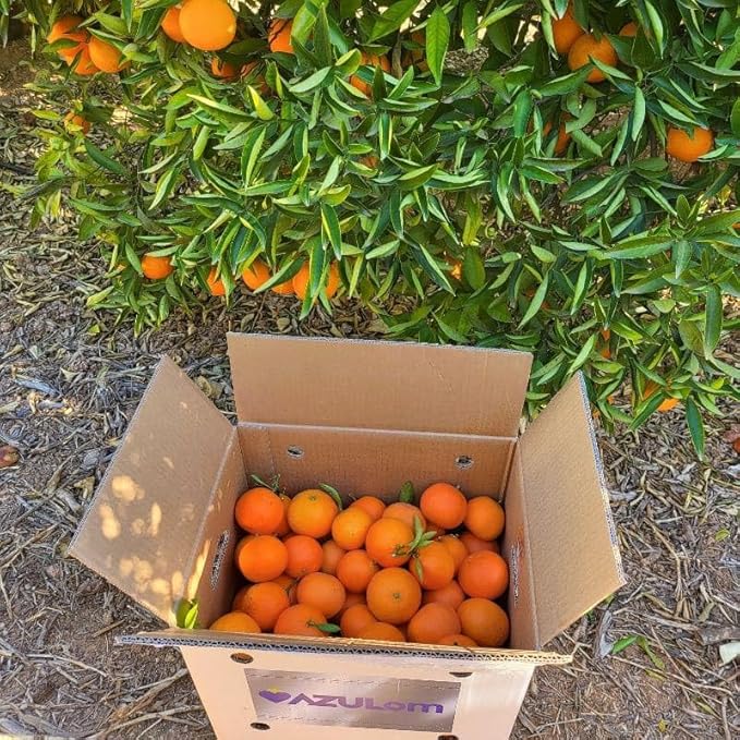 Caja de 15 Kg de mandarinas de Valencia - Imagen 3