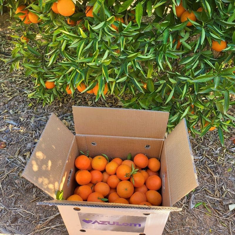 Caja de 15 Kg de mandarinas de Valencia
