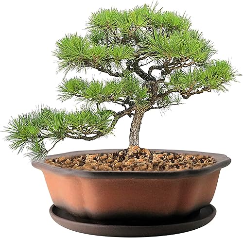 MUZHI Maceta de barro para bonsái con forma de flor sin esmaltar de 7.5 pulgadas con platillo de cerámica, maceta de terracota poco profunda