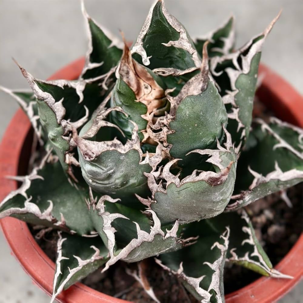 アガベ　チタノタ　悪魔系　BAKEMONO 検）悪魔くん　うねうね Amazon.co.jp: 26 多肉植物 アガベ チタノタ 悪魔くん BAKEMONO