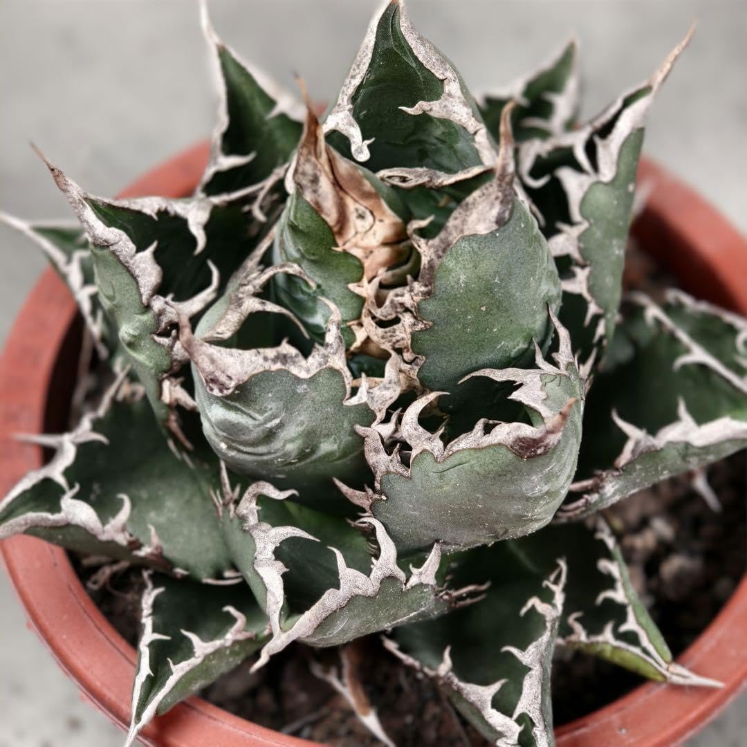 Amazon.co.jp: 26 多肉植物 アガベ チタノタ 悪魔くん BAKEMONO