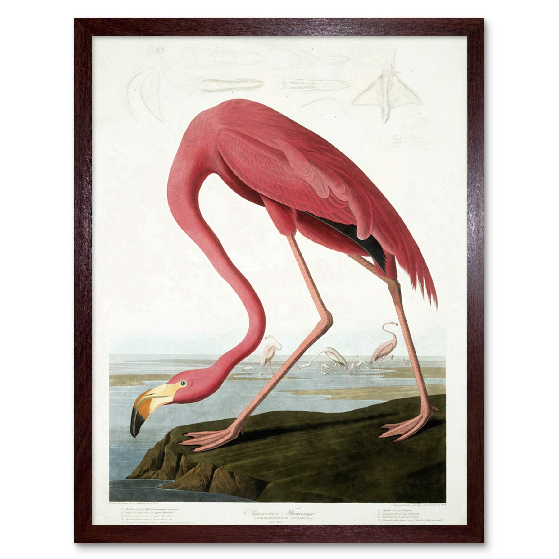 Wee Blue Coo Audubon American Flamingo Art Print Framed Poster Wall Decor 12x16 inch