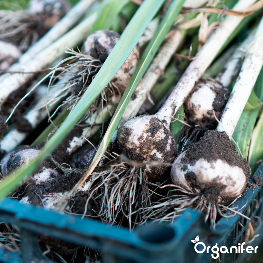 Fertilizante Líquido - 10L - Para Ajo - NPK 2-1-8 | Crecimiento Saludable Y Plantas Vigorosas - Organifer