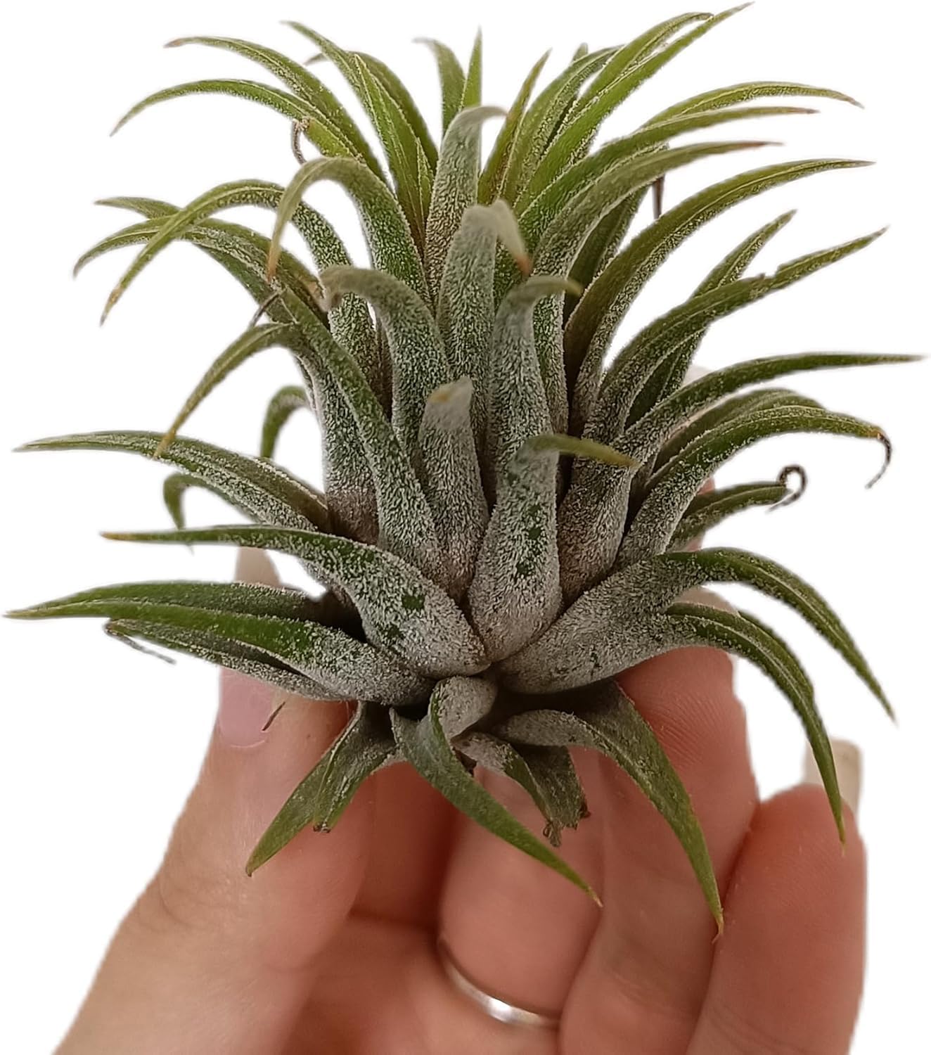 Garden Center Shop | Pack Tillandsias Naturales | Plantas Aéreas Sin Tierra | Set Variado Decorativo | Fácil Cuidado | Ideal Interior y Regalo (5) — view 5