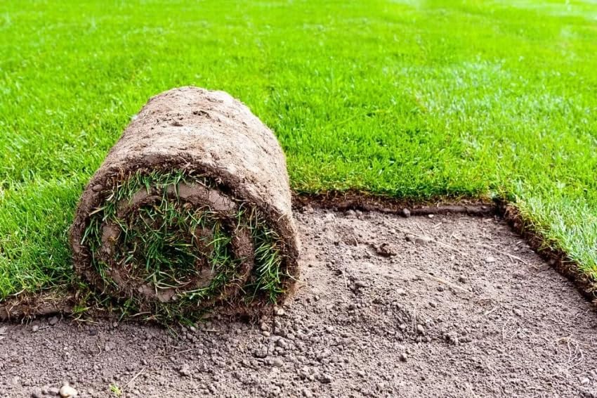 Mexican Grass Seed Lawn Pack Of 16000 Seeds-image-23