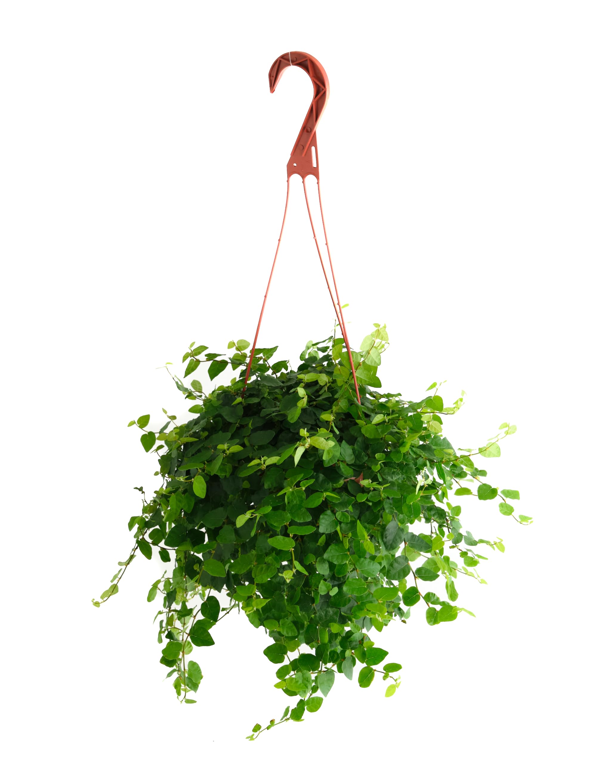 Ficus Repens Creeping Fig