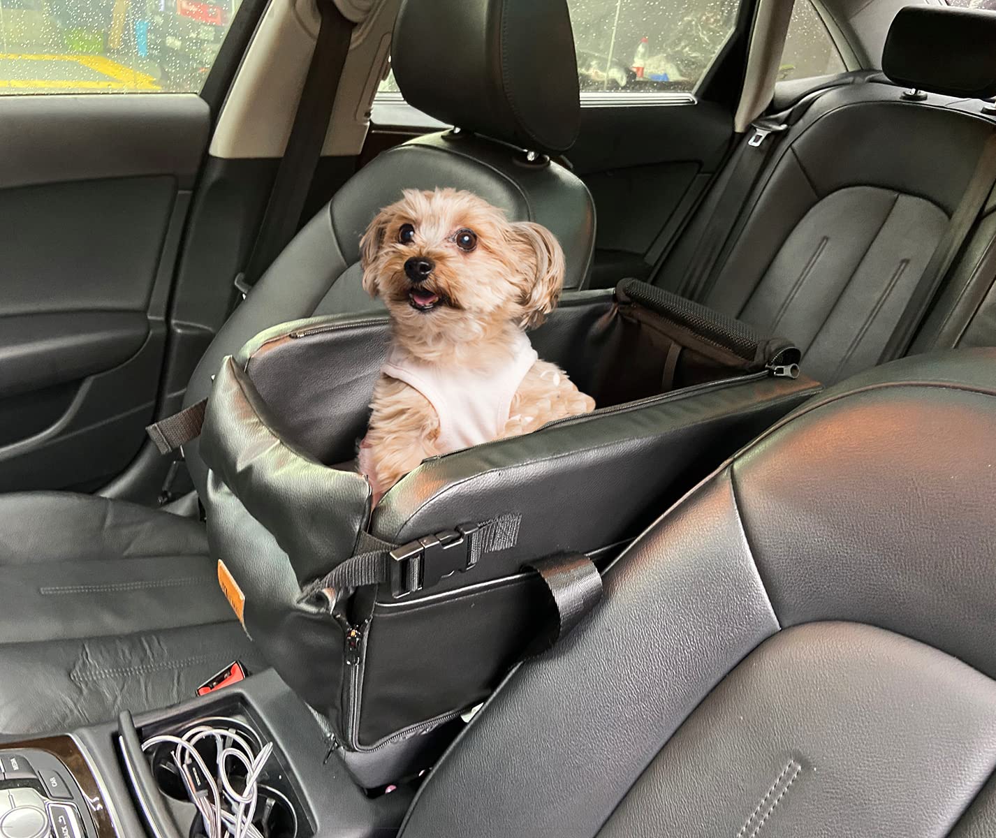 Can A Dog Ride In A Car
