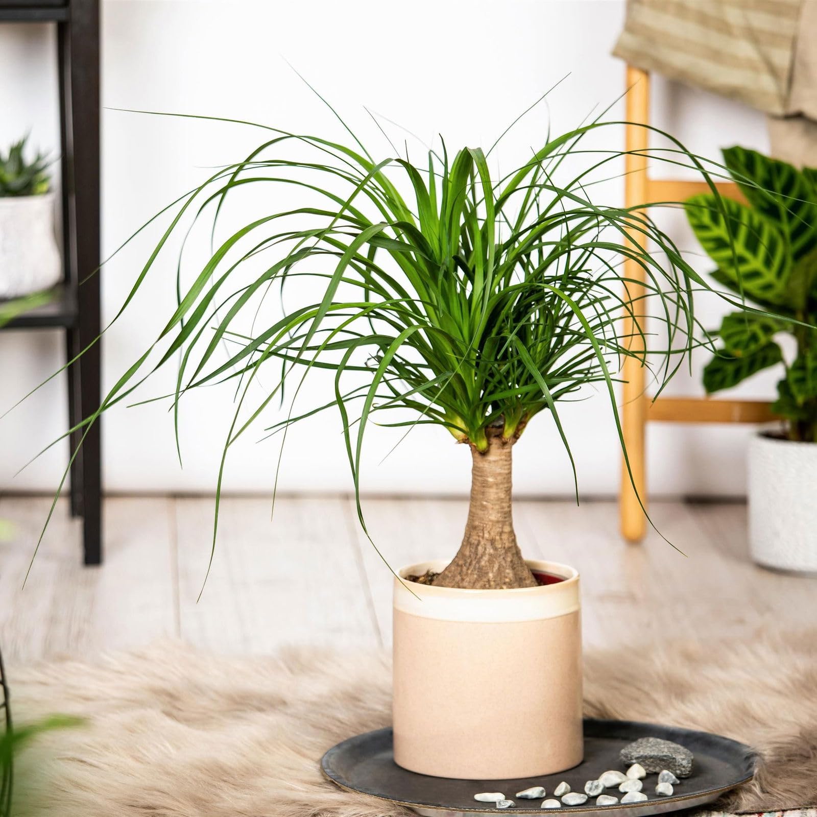 Elefantenfu, Stamm, Topf- 14 cm, Hhe ca. 30-40 cm : Amazon.de: Garten