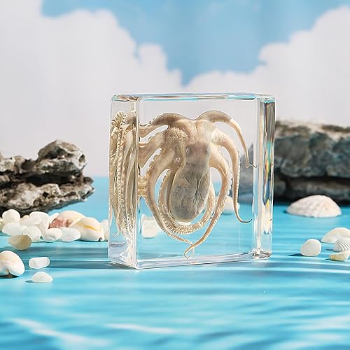 Miniatura 4 de Pulpo de taxidermia, especímenes de pulpo real, espécimen de animales en resina para educación científica en el aula, gran regalo para fanáticos de
