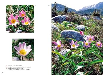 トルコ チューリップの本　In Nature, History and Art チューリップの原産地はトルコ！歴史や花言葉、育て方を解説