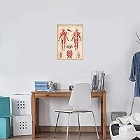 Vista 5 de Palace Learning Paquete de 3 pósteres vintage de músculo + esqueleto + anatomía del sistema nervioso, gráficos anatómicos del sistema muscular