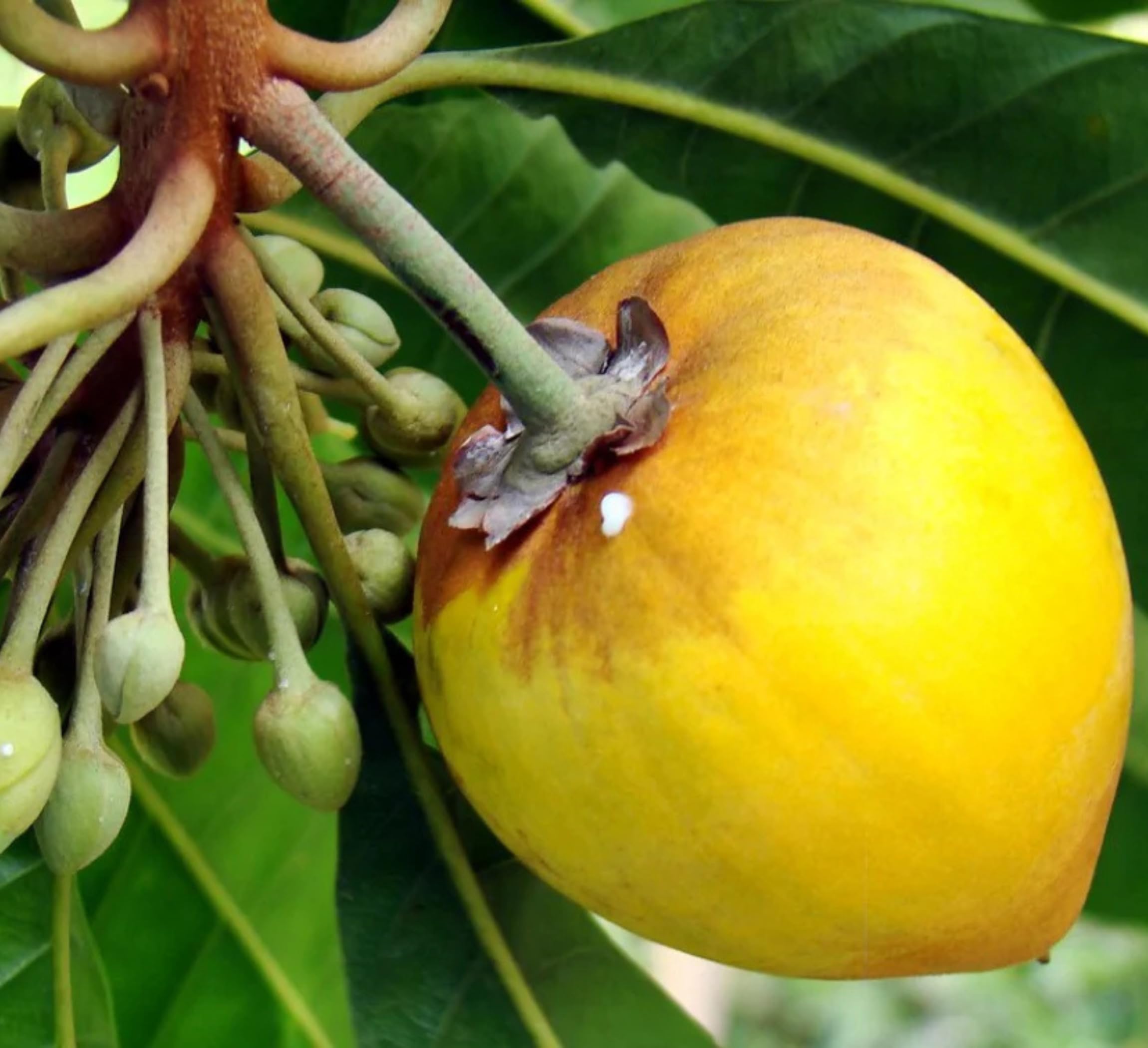 All Time Egg Fruit Plant - Live Grafted Tree -3