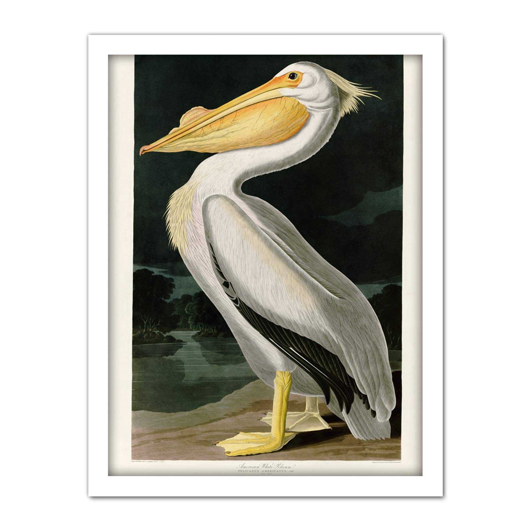 Artery8 Audubon Birds White Pelican Painting Artwork Framed Wall Art Print 18X24 Inch