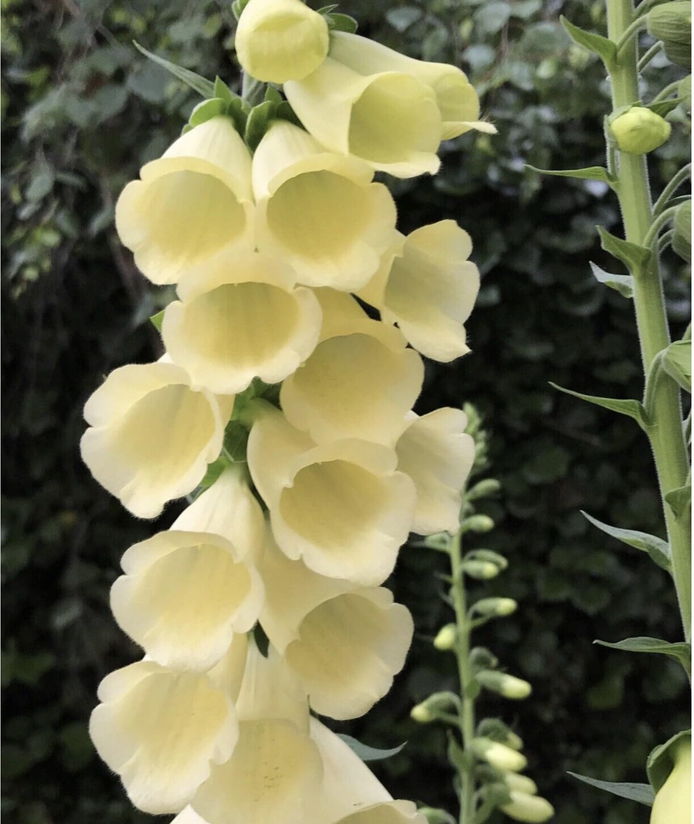 Foxglove Yellow Digitalis grandiflora Plug Plants x 6 Perennial Plug Plants Cut Flower