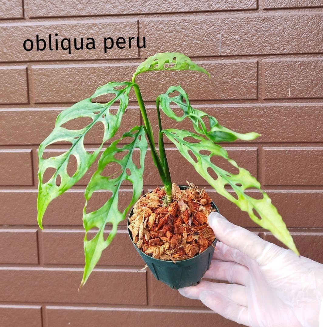 ★新発売★ スプリームスタイル　新型ペンタゴン　超ロングL ハワイアンコア 正規品 スプリームスタイル 新型ペンタゴン 超ロングL ハワイアンコア