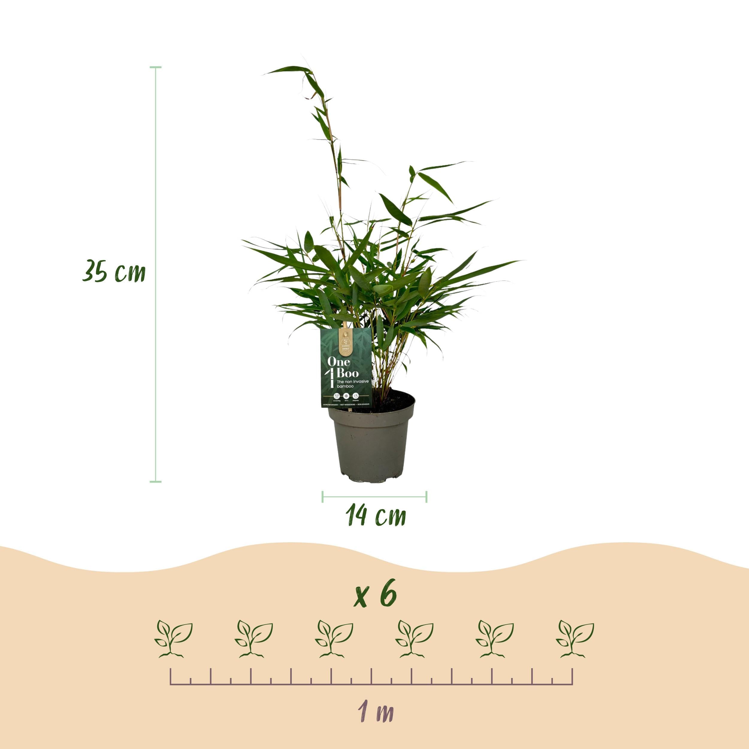 Graminées - Fargesia robusta Pingwu - Bambou non envahissant - Feuillage persistant - 2 Plantes - 25-35cm - Ø14cm - Plante de jardin