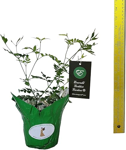 Miniatura 3 de Officinale Spanish Jasmine - Jasminum grandiflora - Planta viva - Flor blanca fragante - Emerald Goddess Gardens - Starter Sz maceta de 4 pulgadas