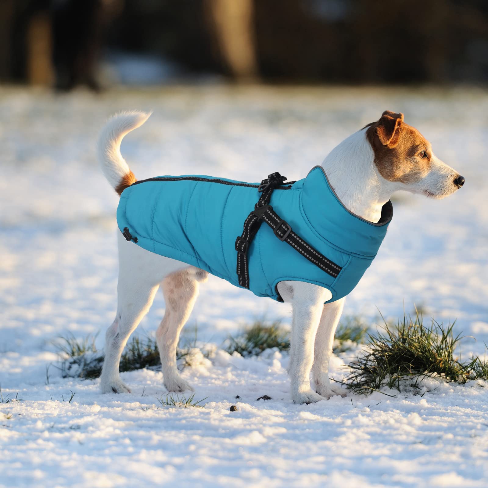 Abrigos y Chaquetas cálidos para Perros con arnés,Chaleco Reflectante Impermeable para Perros Mascotas, Ropa de Invierno para Perros con Correa en el Pecho,para Perros pequeños y medianos-Azul-XL