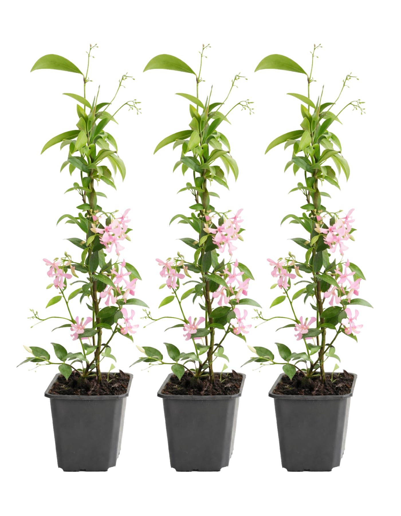 Sternjasmin Kletterpflanze, Immergrün, Duftende Sternblüten, 9cm Topf, 30–50cm, Wuchshöhe bis 400cm, Winterhart (3, Rosa)