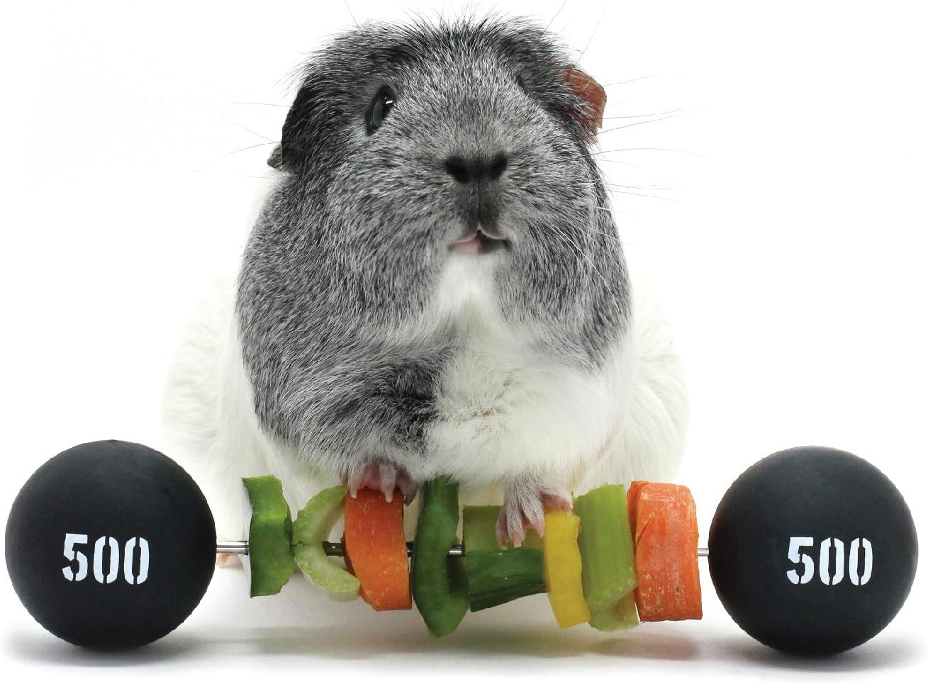 HAYPIGS Guinea Pig Toys and Accessories - Circus Themed Piggy Weightlifter Vegetable Kebab Maker - Guinea Pig Toy - Rabbit Toys - Hamster Toys - Bunny Toys - Small Animal Enrichment