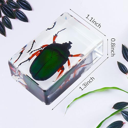 Miniatura 3 de 40 piezas de insectos en resina colección de insectos, pisapapeles, insectos reales en resina, varios espécimenes de insectos para niños,