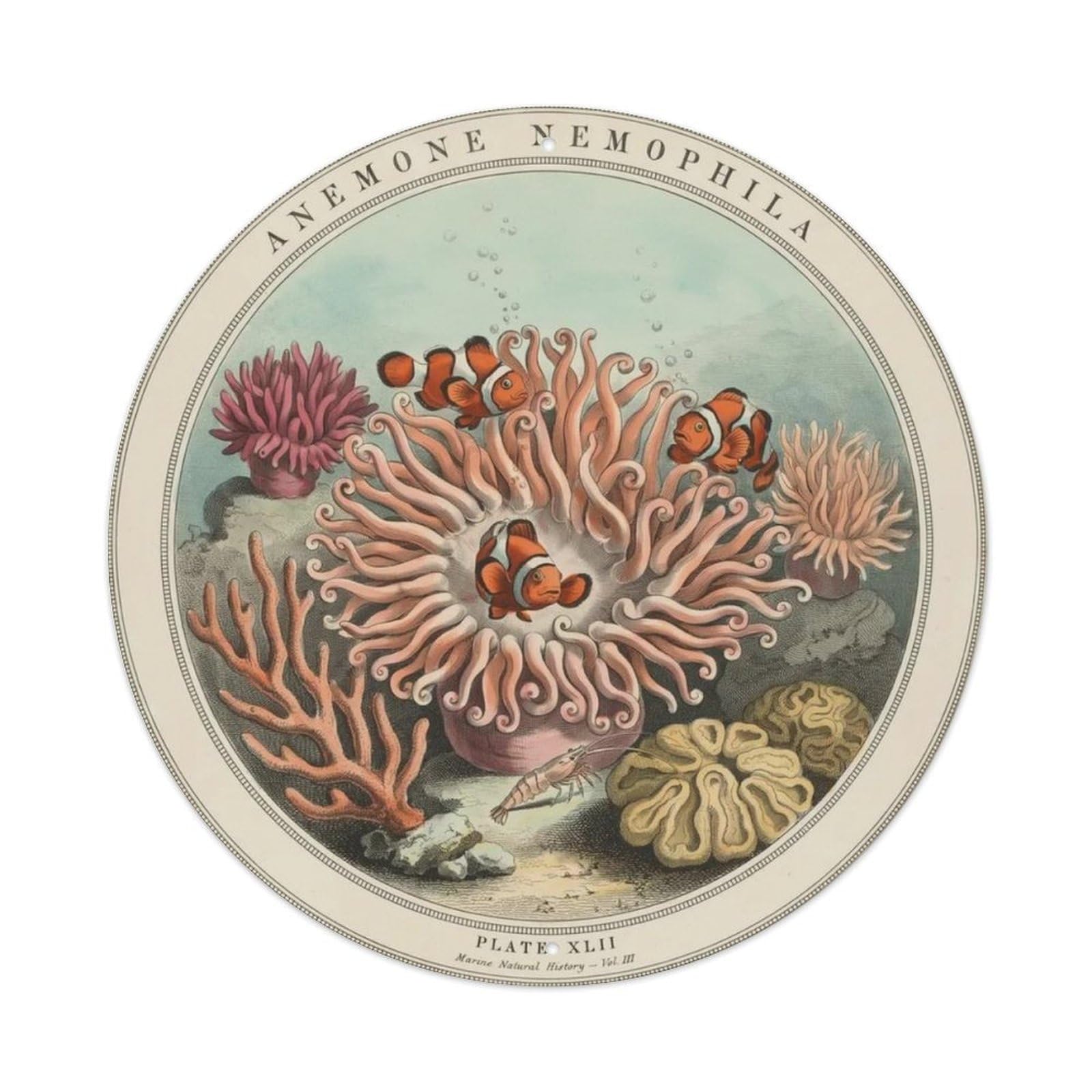 Vintage Sea Anemone Coral Metal Tin Sign Plaque