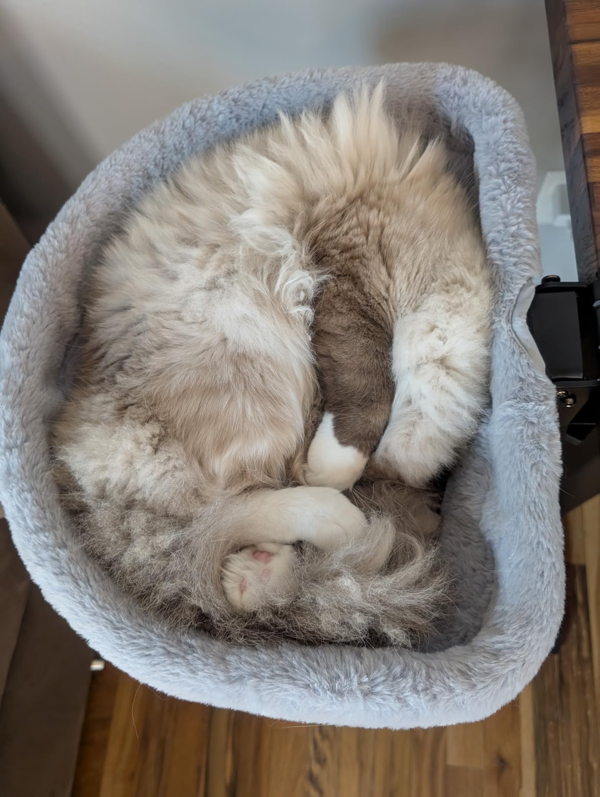 Foto de cliente con hamaca para gato