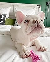 Vista 2 de Juguete para masticar para cachorros Nylabone, Petite., Hueso, XS, Rosado