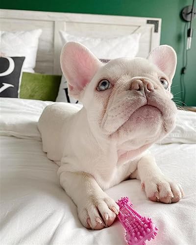 Miniatura 2 de Nylabone Juguetes para masticar flexibles y relajantes para la dentición de cachorros para cachorros de dentición XSpequeños hasta 15 libras