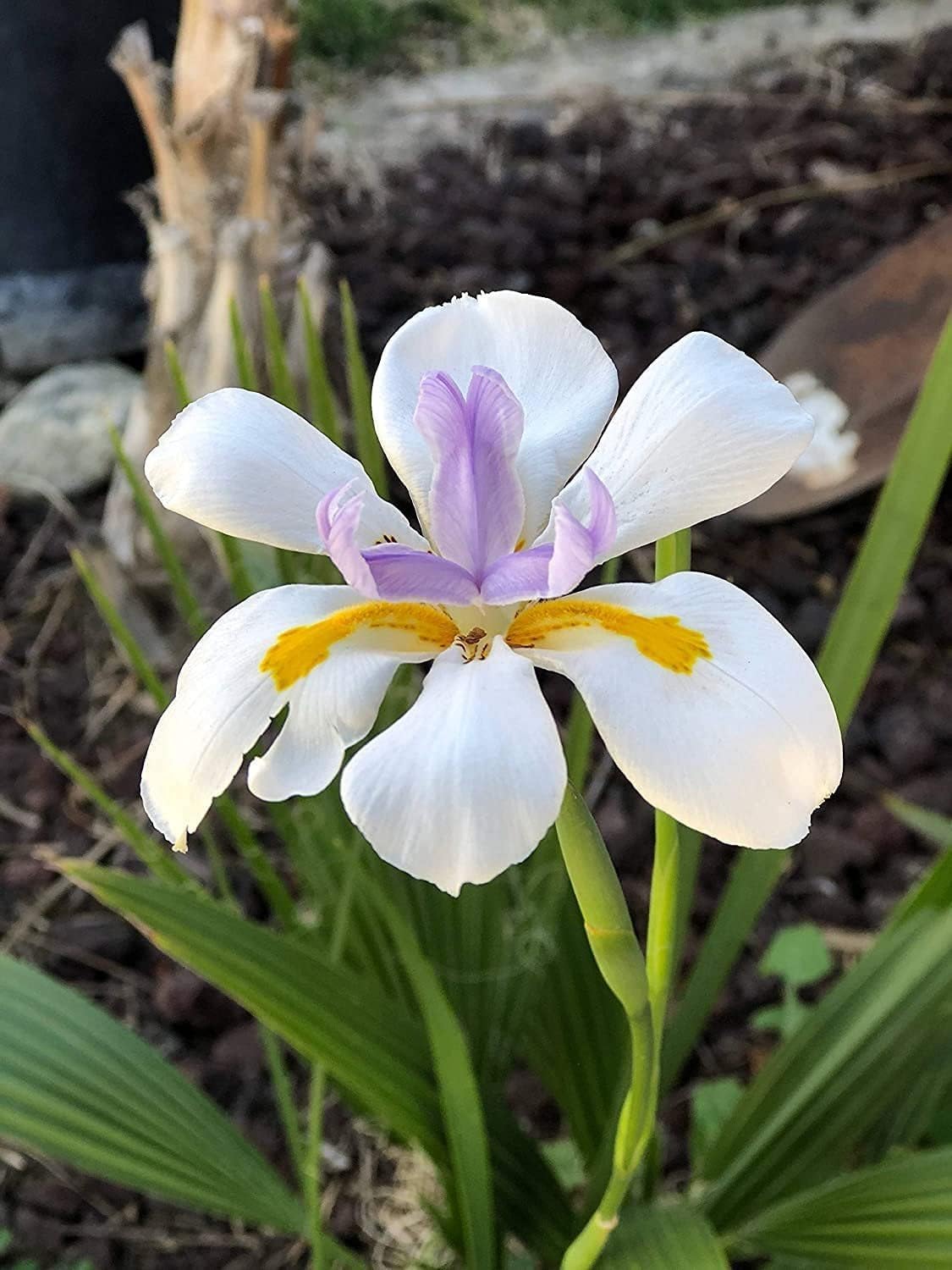 African Iris White | 3 Large Trade Gallon Size Plants | Dietes Iridioides | Low Maintenance Drought Tolerant Grass
