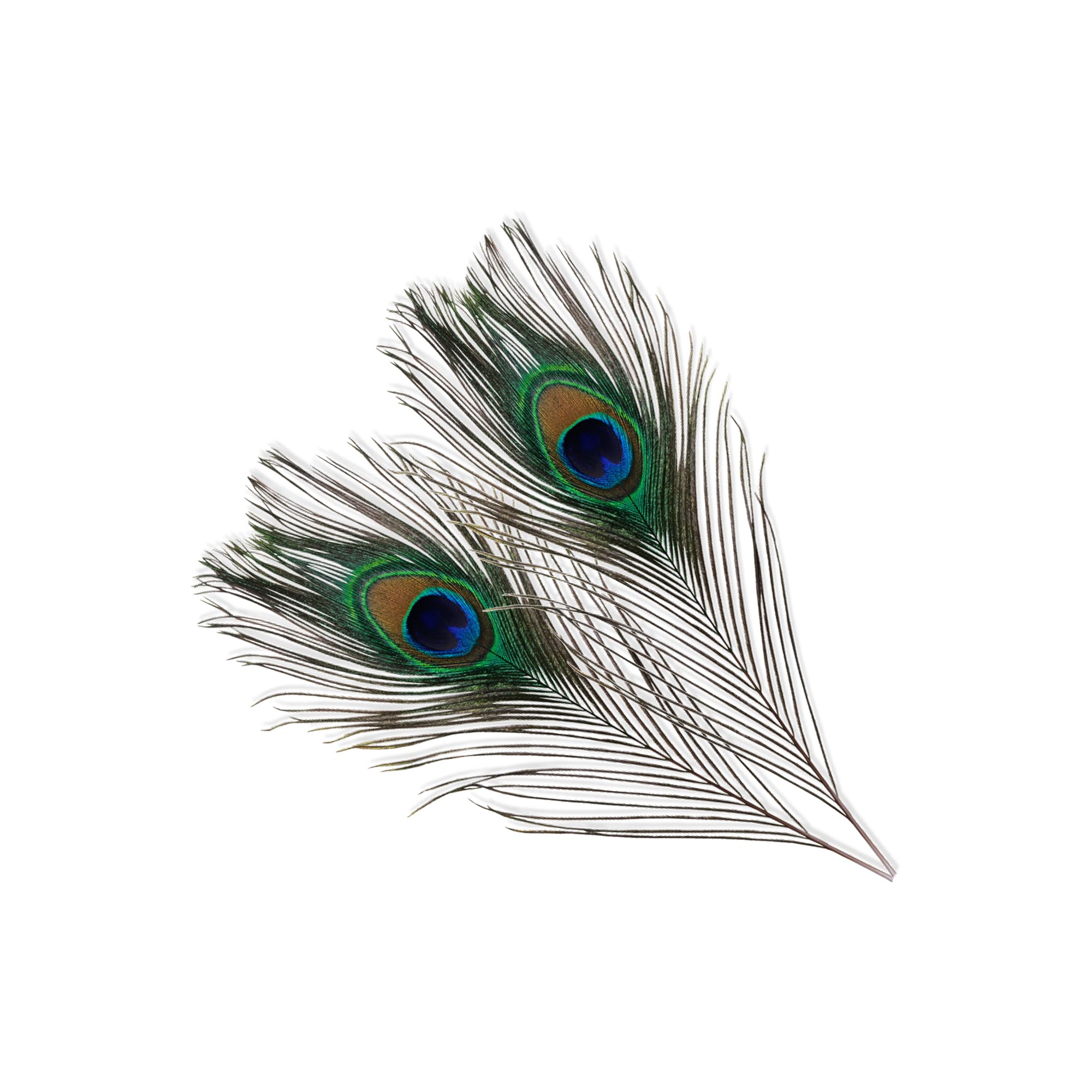 WedDecor Small Real Peacock Feathers 10" - 12", Colourful Feathers for DIY, Kid's Arts and Crafts, Projects, Carnival Dress-Up Home Wedding Decorations, 100pcs