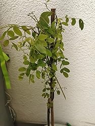 BALDUR Garten KugelAkazienStämmchen, 1 Pflanze, Robinia pseudoacaia