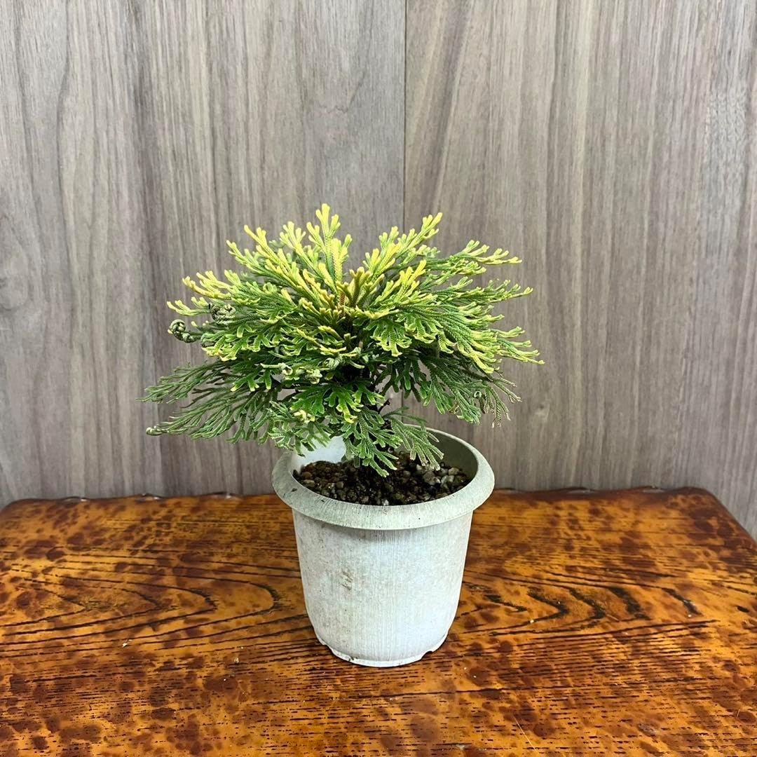 多肉植物淡雪抜き苗