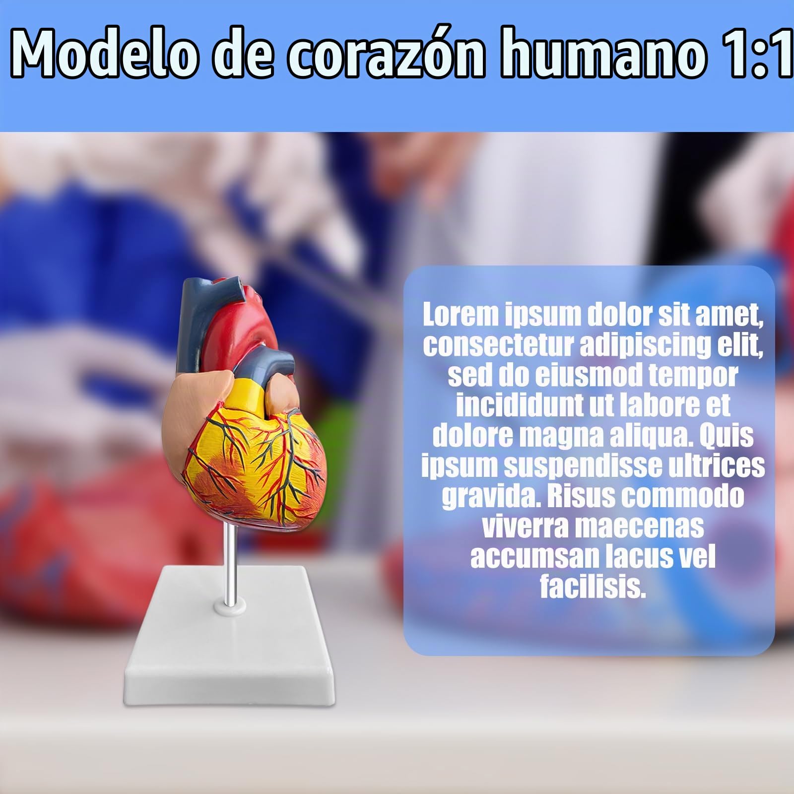 Nizirioo Humano Modelo de Corazón: 1:1 Modelo de Corazón Anatómico, Desmontable Modelo Anatómico del Corazón Humano para Lecciones de Medicina Modelo del Corazón Humano de Tamaño Natura