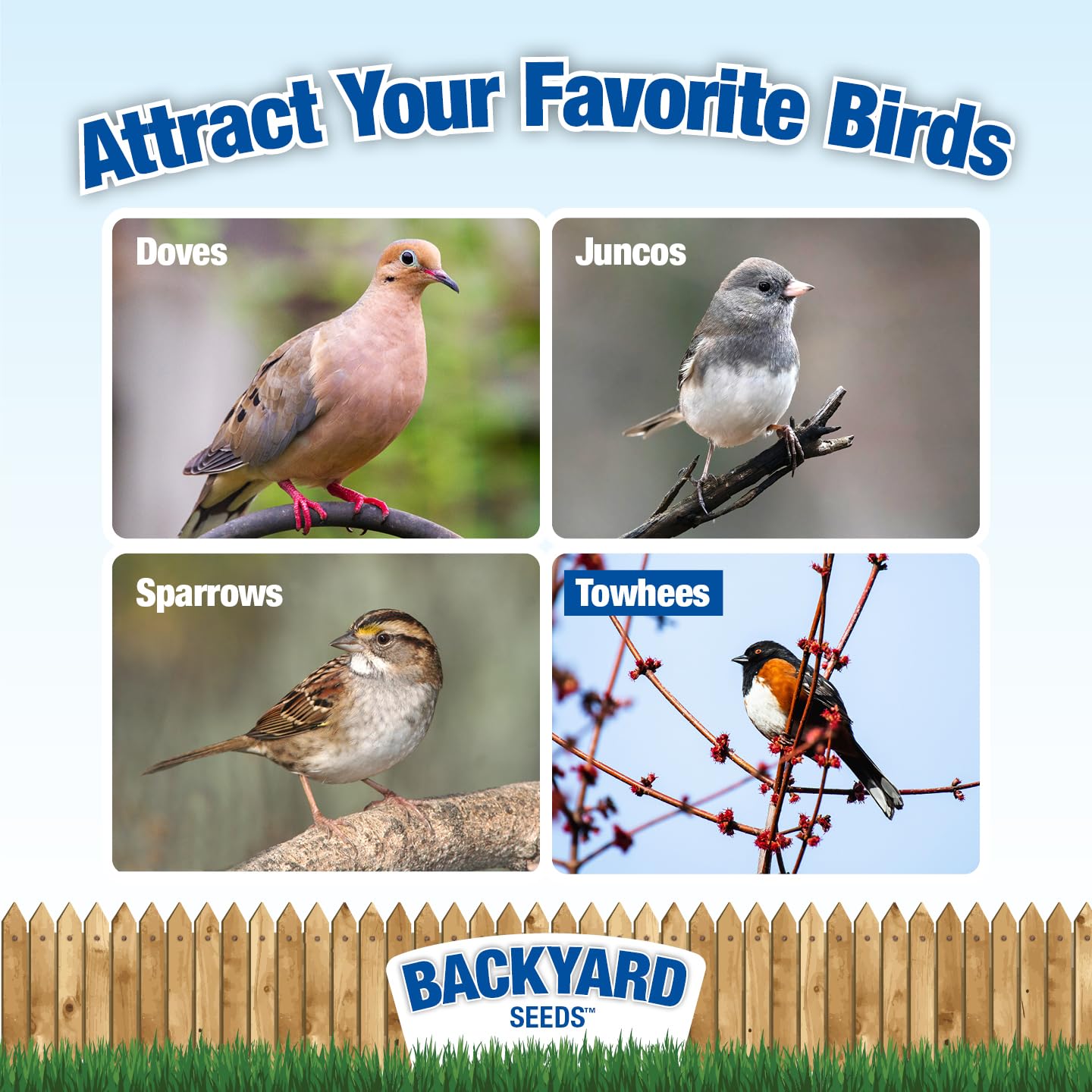 Amazon.com: Backyard Seeds White Millet Bird Seed for