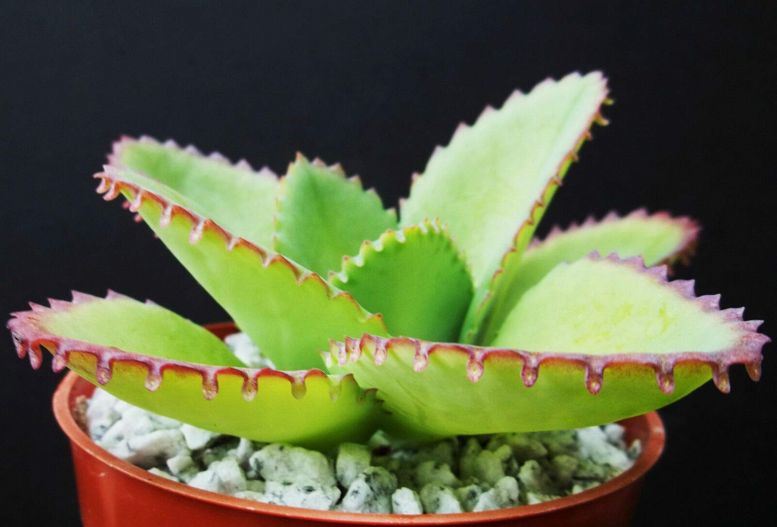 Amazon.com : Mother of Thousands Kalanchoe Daigremontiana Mexican Hat PIant  Succulent rs2a1c (4" PIant) : Patio, Lawn & Garden