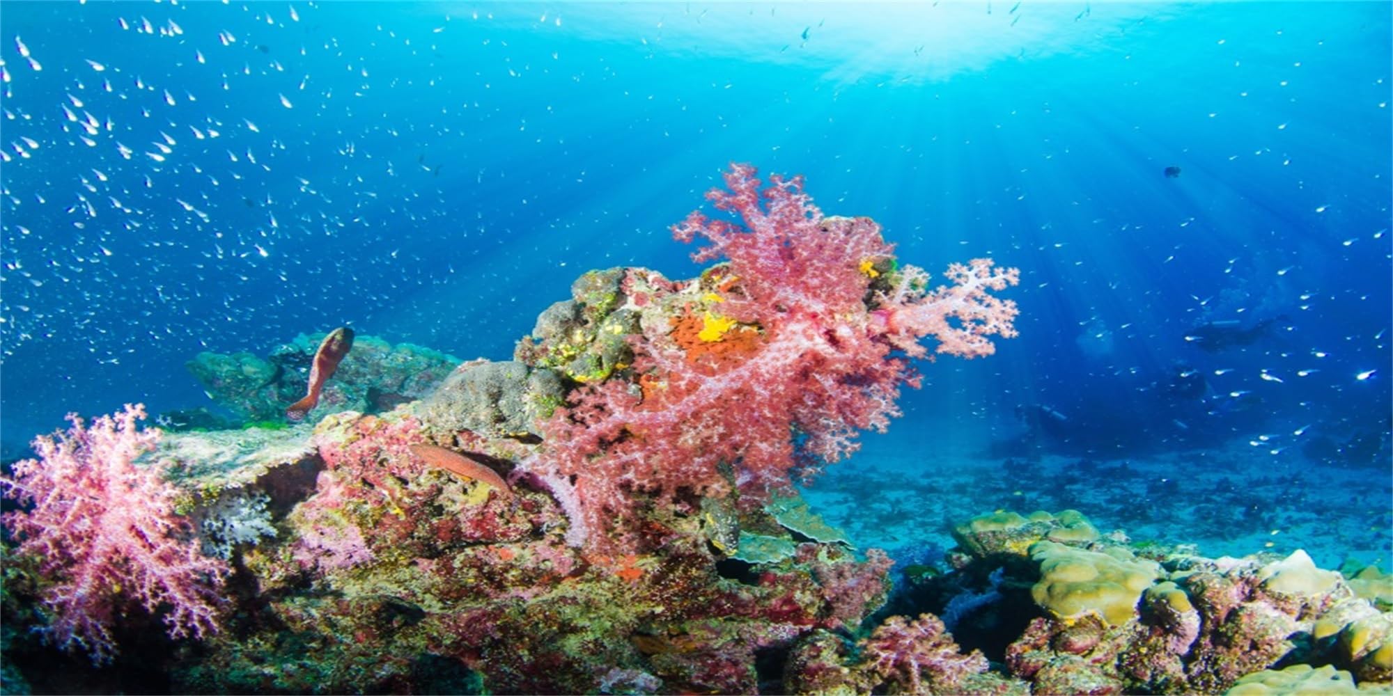 MIRRORANG 180x46cm Durable Vinyl Background Undersea Theme Aquarium Background Colorful Coral Tropical Fish Underwater World Fish Tank Background โ image 1