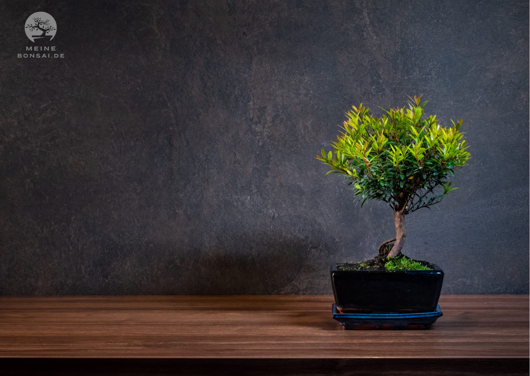 Syzygium Bonsai (ca 8 Order 10 Jahre) (Ca. 8 Jahre)