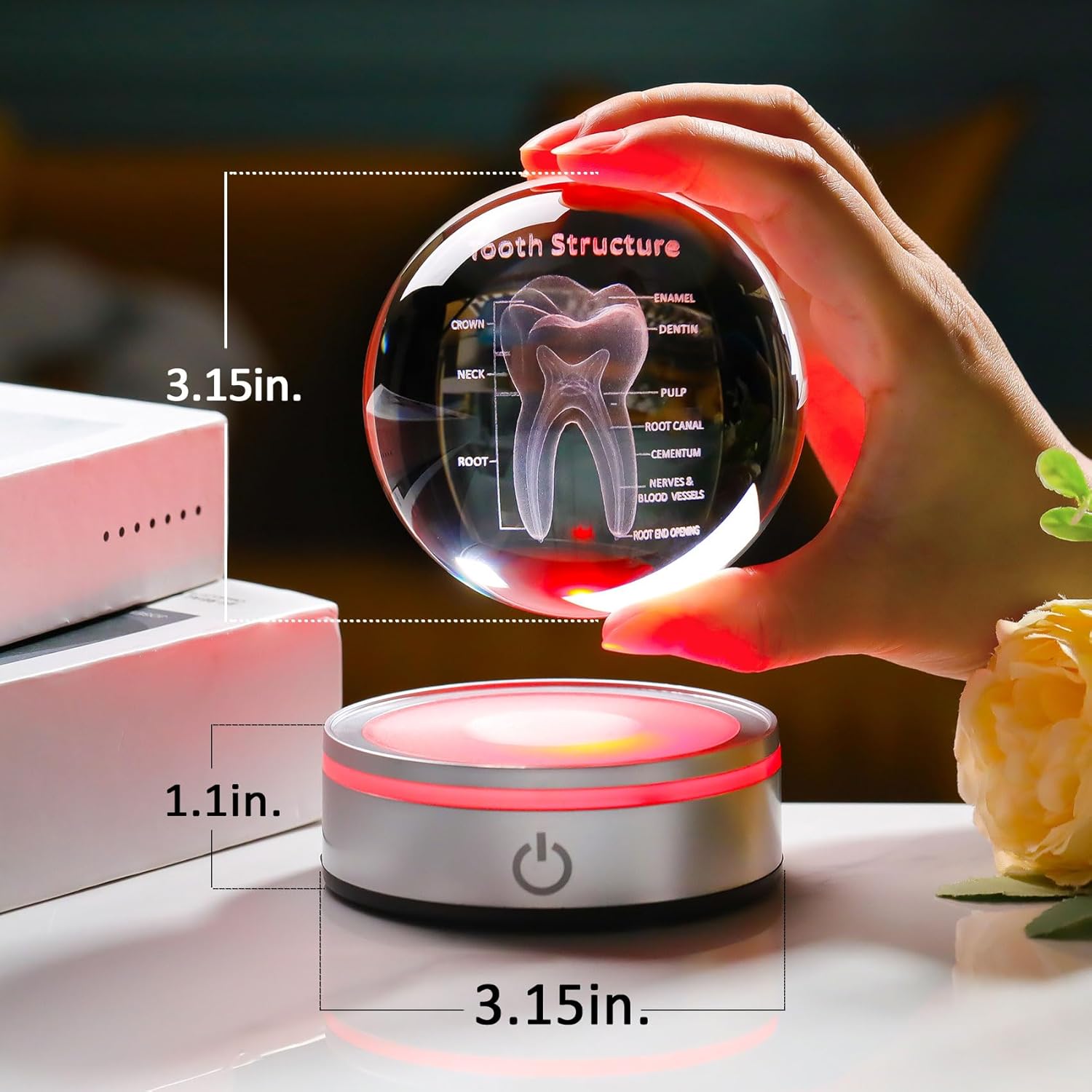 Enjinkail Tooth Model 3D Crystal Ball Dental Gifts for Women Men, Dentist Hygienist Present Office Decor with Led Base, Laser Etched Figurine Tooth Gift for Dental Student on Graduation Christmas