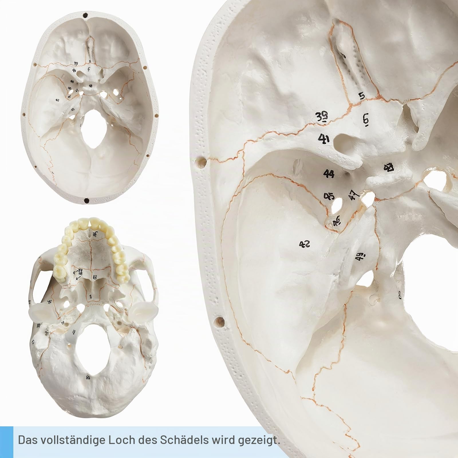 Menschliches Schädelmodell, mit Knochennähten, Zahlen geschrieben, menschliche anatomische Anatomie, Erwachsenenmodell mit abnehmbarer Schädelkappe und Gelenkkiefer, kompletter Satz Zähne