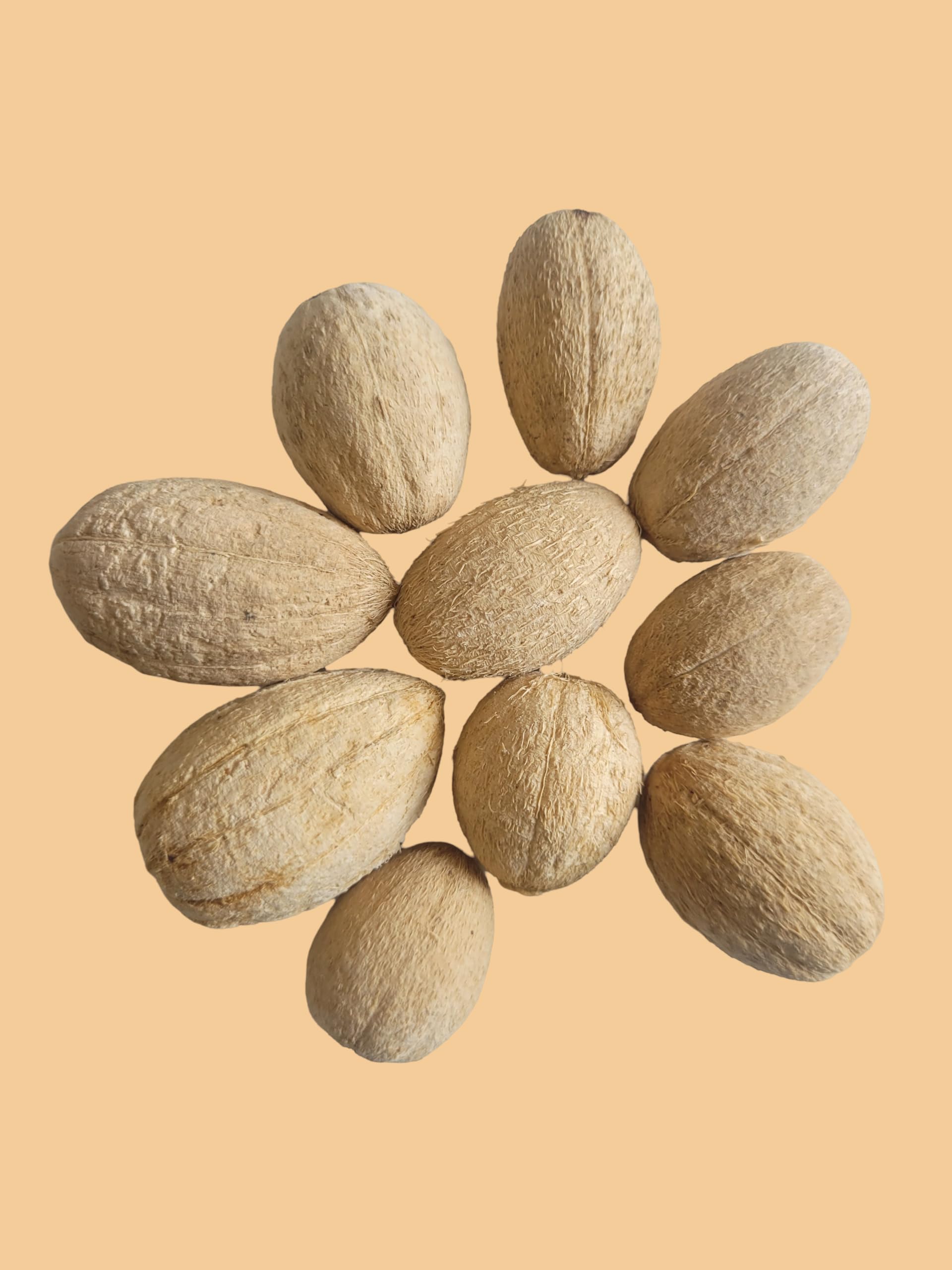 RUKDA® Dried Hingot Seeds - Balanites Roxburghii - Desert Date