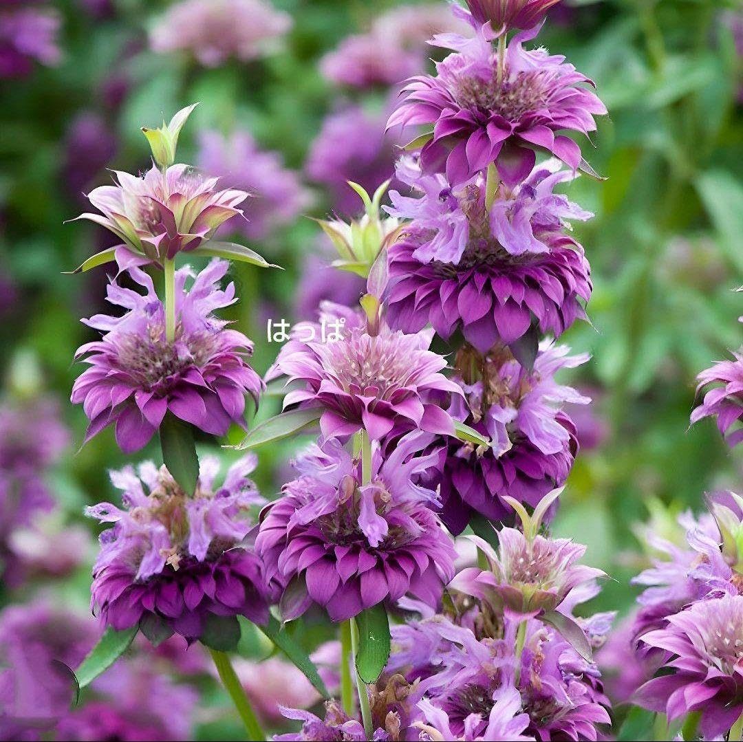 三輪山麓のハーブ農園花咲さま専用 ベルガモット 3年生 7号21cm