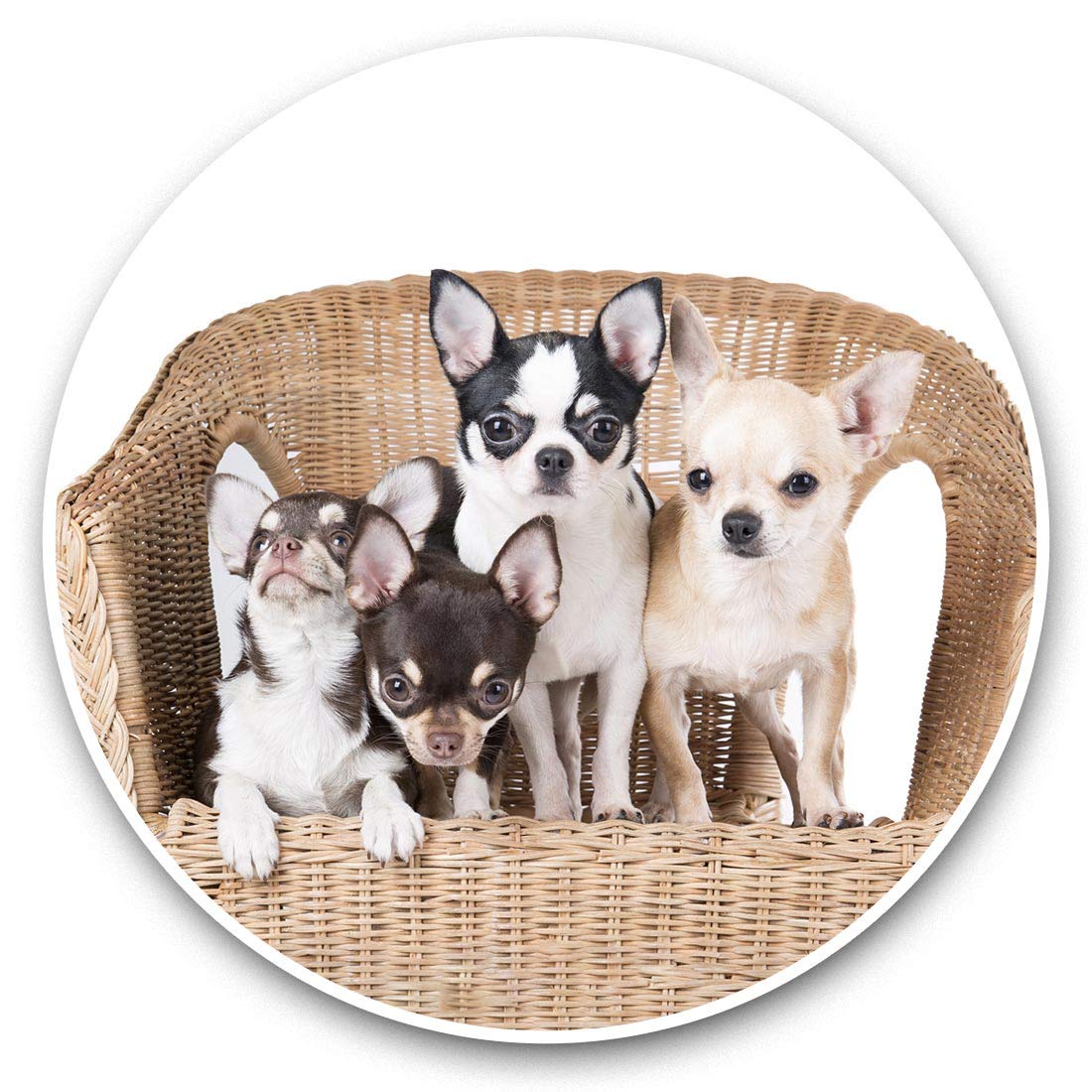 Destination Vinyl Ltd Chihuahua Puppies Dogs Puppy Dog 44581 Awesome Vinyl Stickers (Set Of 2) 7.5Cm - Chihuahua Puppies Dogs Puppy Dog Fun Decals For Laptops,Tablets,Luggage,Scrap Booking,Fridges #44581